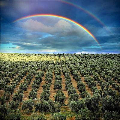 5 reasons to be glad you’re in the olive oil business